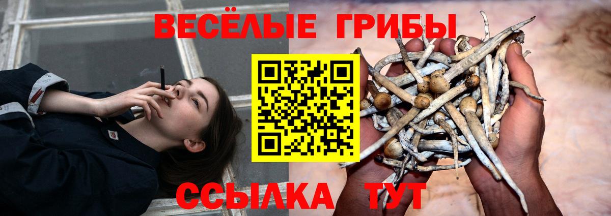 Псилоцибиновые грибы мицелий Казань
